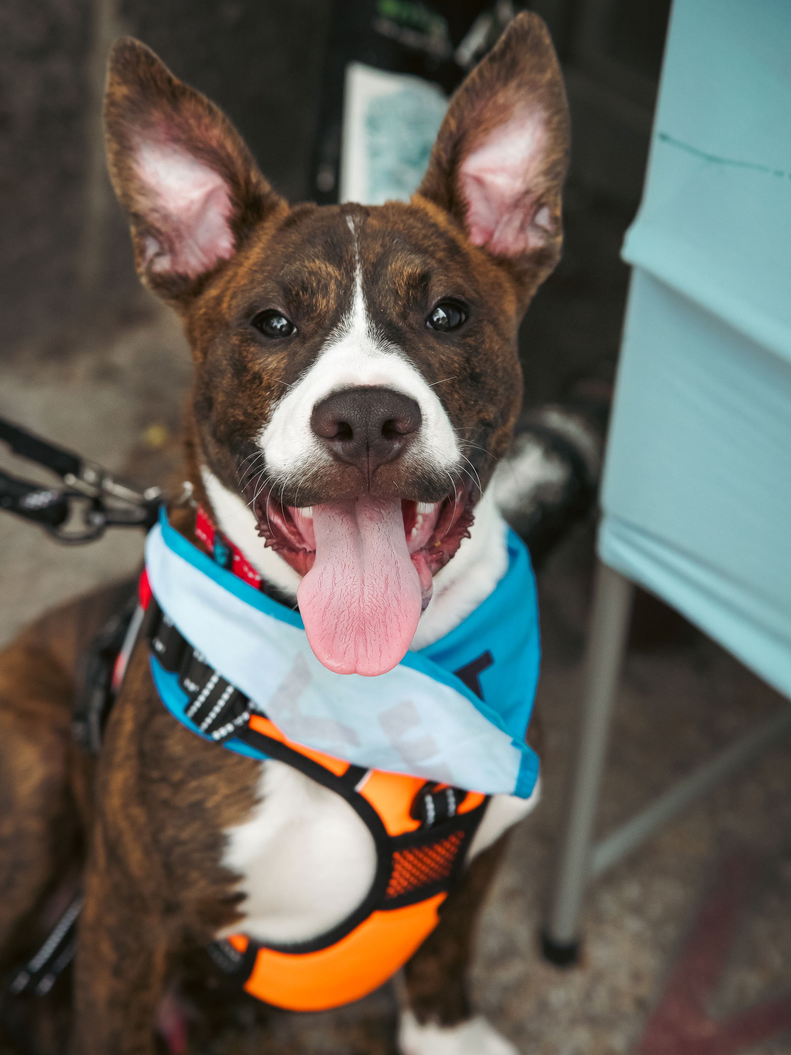 adoptable Dog in Oakhurst, NJ named Nix - Nice Pup!