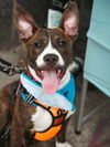 adoptable Dog in  named Nix - Nice Pup!