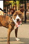 Nix - Nice Pup! - Photo 4