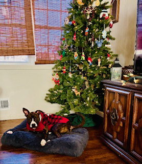NIX - NICE PUP! - Mountain Cur / American Pit Bull Terrier available for adoption
