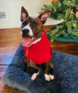 NIX - NICE PUP! - Mountain Cur / American Pit Bull Terrier available for adoption