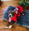 Nix - Nice Pup! - Photo 3