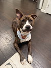 Nix - ADOPTION PENDING! - Photo 2