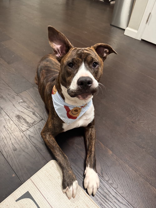 NIX - ADOPTION PENDING! - Mountain Cur / American Pit Bull Terrier available for adoption