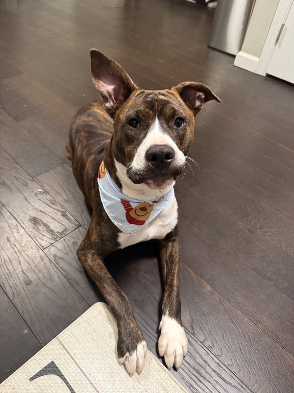 Nix - Nice Pup!