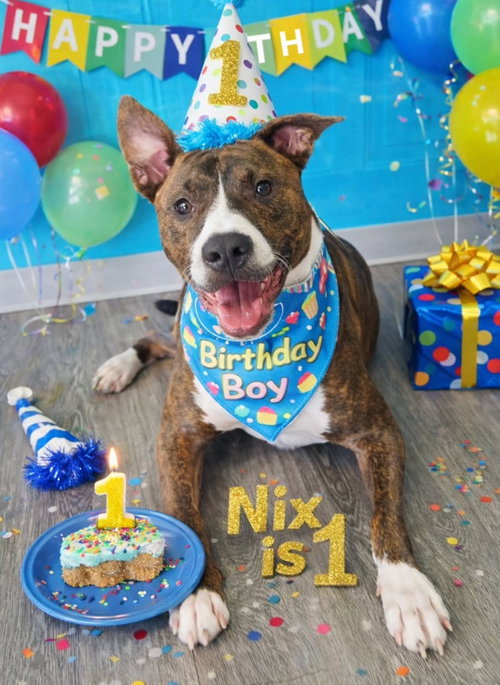 Nix - Nice Pup!, an adoptable Mountain Cur in Oakhurst, NJ