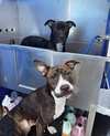 Nix - ADOPTION PENDING! - Photo 9
