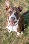 Nix - ADOPTION PENDING! - Photo 3