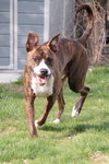 Nix - ADOPTION PENDING! - Photo 4