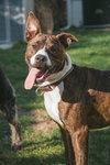 Nix - ADOPTION PENDING! - Photo 6