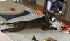 Nix - ADOPTION PENDING! - Photo 5