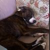 Nix - ADOPTION PENDING! - Photo 8