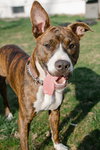 Nix - ADOPTION PENDING! - Photo 1