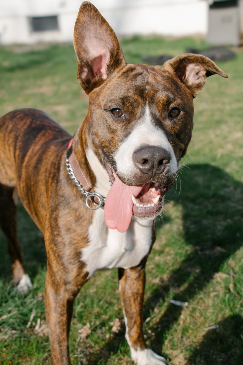 Nix – ADOPTION PENDING!