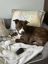 Nix - ADOPTION PENDING! - Photo 7