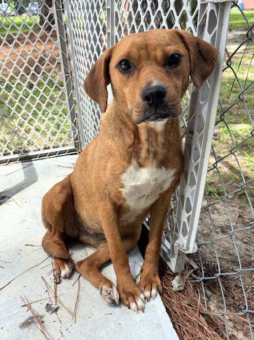 Ellie - Loving Pup