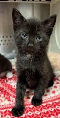 BRUNO ~ Needs a Foster