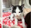 FELIX ~ Needs a Foster!