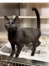 BRANDY ~ Pretty kitty!