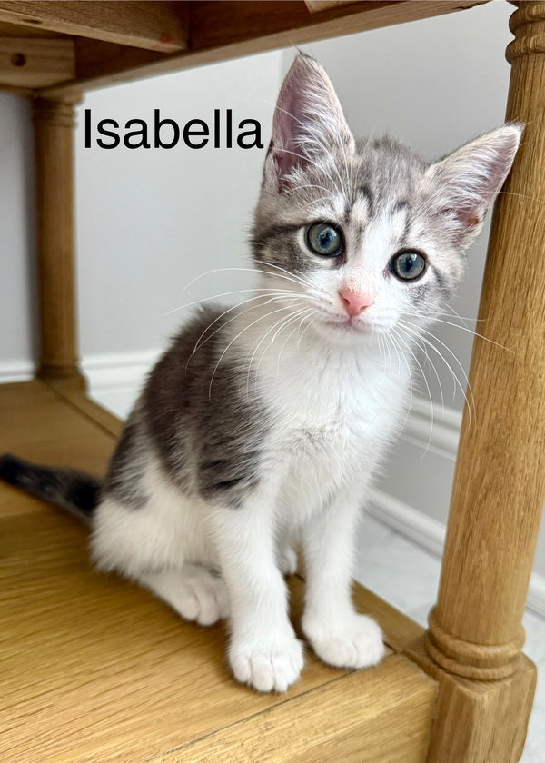 ISABELLA