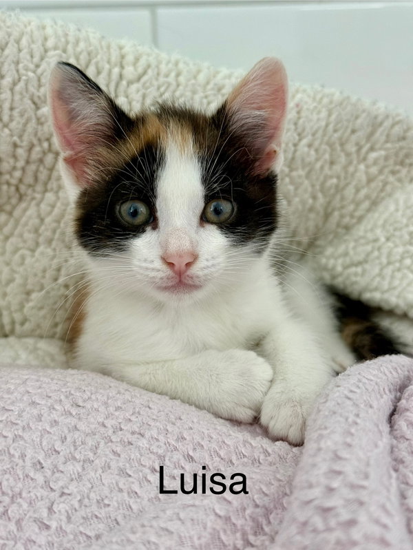 LUISA