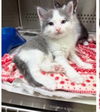 ANTONIO ~ Great kitten!