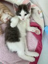 ANTONIO ~ Great kitten!