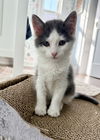 ANTONIO ~ Great kitten!