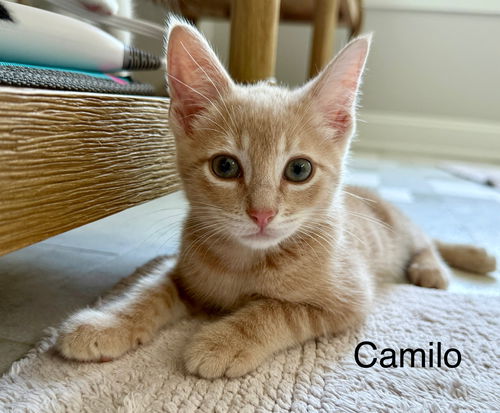 CAMILO now SANTINO