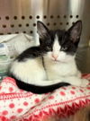 DOLORES ~ Darling kitten!