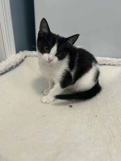 DOLORES ~ Darling kitten!