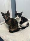 DOLORES ~ Darling kitten!