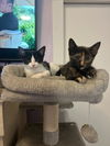DOLORES ~ Darling kitten!