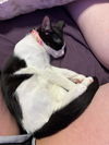 DOLORES ~ Darling kitten!