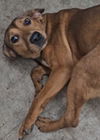 Sassy - Special Pup!
