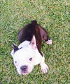 Gus - Great Pup!