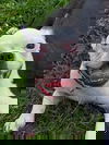 Gus now Tobis