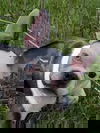 Gus now Tobis