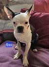 Gus - Great Pup!