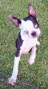 Ace (Boston Terrier) - Active Pup!