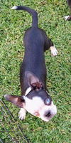 Ace (Boston Terrier) - Active Pup!