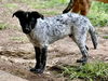 Boots - Beautiful Pup!!