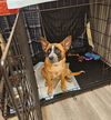 Carla - Cuuuute Puppy!