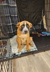 Carla - Cuuuute Puppy!