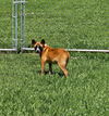Carla - Cuuuute Puppy!