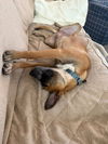 Carla - Cuuuute Puppy!
