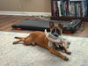 Carla - Cuuuute Puppy!