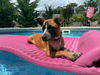 Carla - Cuuuute Puppy!
