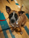 Carla - Cuuuute Puppy!