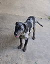 Allister - Always Happy!